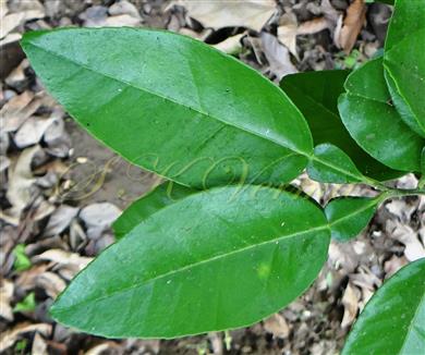  Leaves